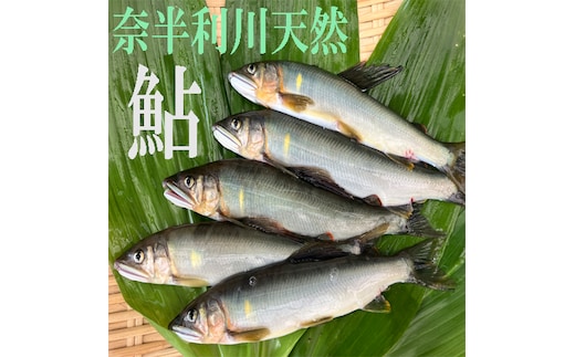 107002 奈半利川の友釣り天然アユ（冷凍）９尾