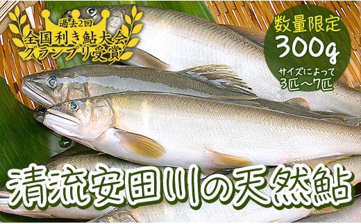 清流安田川の天然鮎（冷凍） 魚介 お取り寄せグルメ