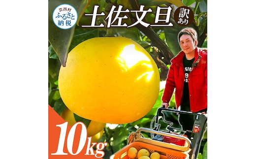 【先行予約】ワケあり土佐文旦(※シミ・キズあり) 10kg・ サイズおまかせ 産地直送 フルーツ 果物 在庫限り
