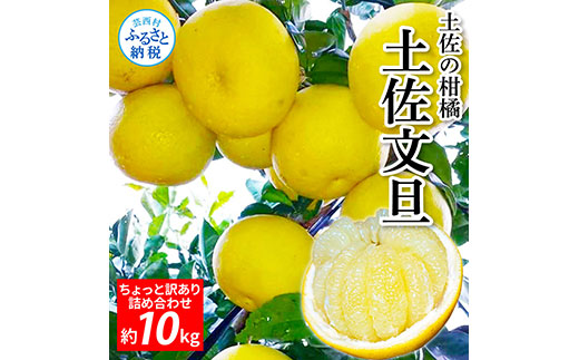 TKA045 先行予約 土佐の柑橘 土佐文旦 10kg 詰め合わせ ちょっと訳あり 文旦 ぶんたん ブンタン 柑橘 高知県 高知 返礼品 故郷納税 16000円 果物 くだもの フルーツ お取り寄せ 美味しい おいしい ご家庭用 ご自宅用 規格外サイズ 傷 訳あり
