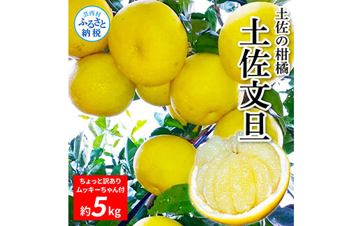 TKA044 先行予約 土佐の柑橘 土佐文旦 5kg 詰め合わせ ちょっと ムッキーちゃん（皮むき機）付き 文旦 ぶんたん ブンタン 柑橘 高知県 高知 返礼品 故郷納税 10000円 果物 くだもの フルーツ お取り寄せ 美味しい おいしい ご家庭用 ご自宅用 規格外サイズ 傷 訳あり