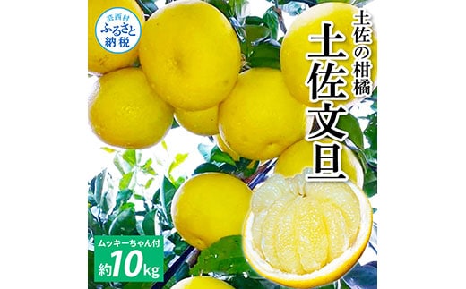 TKA042 先行予約 土佐の柑橘 土佐文旦 10kg 詰め合わせ （皮むき機）付き 文旦 ぶんたん 10キロ 柑橘 高知県 高知 返礼品 故郷納税 25000円 果物 くだもの フルーツ お取り寄せ 美味しい おいしい ギフト プレゼント 贈答品 贈り物 お歳暮 熨斗 のし 常温