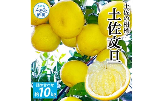 TKA041 先行予約 土佐の柑橘 土佐文旦 10kg 詰め合わせ 文旦 ぶんたん 10キロ 柑橘 高知県 高知 返礼品 故郷納税 23000円 果物 くだもの フルーツ お取り寄せ 美味しい おいしい ギフト プレゼント 贈答品 贈り物 お歳暮 御歳暮 熨斗 のし 常温