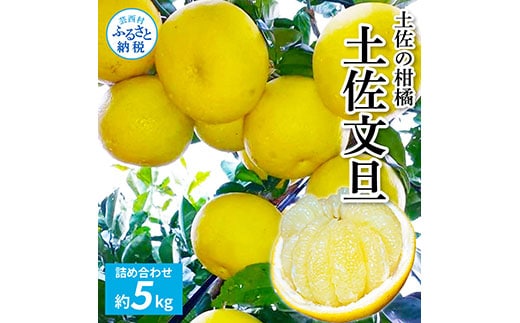 TKA039 先行予約 土佐の柑橘 土佐文旦 5kg 詰め合わせ 文旦 5キロ ぶんたん 柑橘 高知県 高知 返礼品 故郷納税 14000円 果物 くだもの フルーツ お取り寄せ 美味しい おいしい ギフト プレゼント 贈答品 お歳暮 御歳暮 贈り物 熨斗 のし 常温