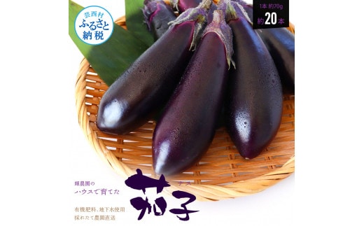 【先行予約】KYN001 茄子（1本約70g）約20本入り - 高知県産 芸西村 ナス なす 野菜 新鮮 お取り寄せ 美味しい 煮浸し 味噌汁 麻婆茄子 料理 ふるさとのうぜい 故郷納税 7000円 返礼品 高知県 高知