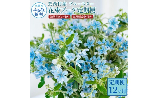 t180tmf 《12ヵ月定期便》 ブルースター 花束 初回花瓶付 定期便 定期コース 全12回 延命剤付き ラッピング 花びん 生花 花束 ブーケ 花 お花 可愛い キレイ おしゃれ 供花 お供え プレゼント