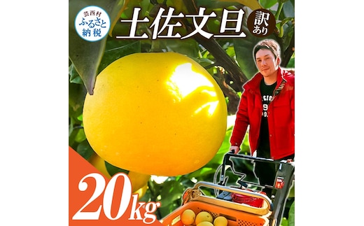 【先行予約】高知県産 訳あり土佐文旦20kg(10kg×2箱)