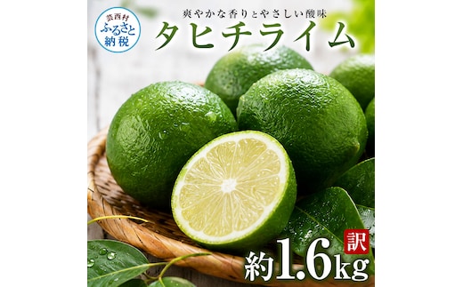 訳あり タヒチライム 約1.6kg ライム サイズおまかせ 国産 種なし 柑橘類 かんきつ類 防腐剤不使用 ノーワックス 新鮮 冷蔵 家庭用 果物 くだもの フルーツ 秋 旬 ジュース カクテル ジンライム 料理 アレンジ 爽やか 芸西村 高知県産