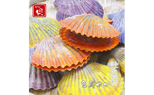 KYF013 長太郎貝（ヒオウギガイ）１０個入