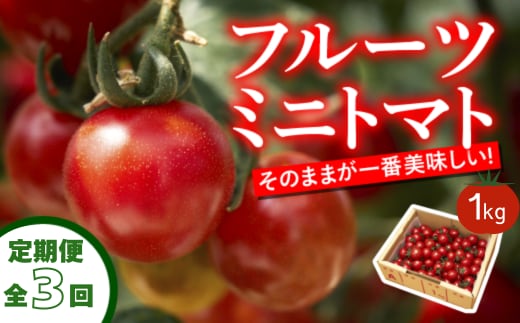 【定期便全3回 1月・3月・6月にお届け】四万十川源流域で育まれた 絶品 フルーツミニトマト 1kg フルーツトマト ふるーつとまと とまと トマト 甘い 濃厚 美味しい 箱詰め 糖度8%～12% 高知