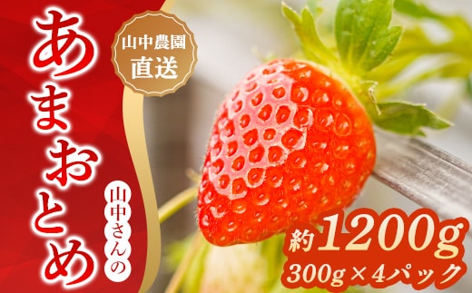 【中土佐町産】山中さんの「いちご」（あまおとめ 4パック 約1200g）