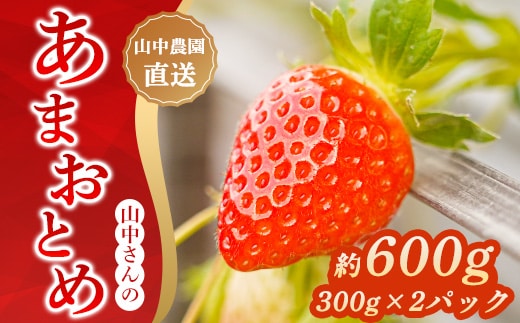 【中土佐町産】山中さんの「いちご」（あまおとめ 2パック 約600g）