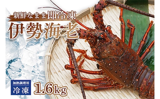 伊勢海老 ( 冷凍 ) お味噌汁用 約 1.6kg エビ えび 家庭用 訳あり 加熱用