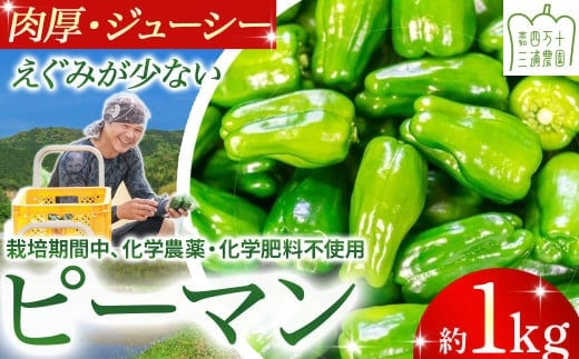 【予約受付】肉厚ジューシー！栽培期間中化学農薬・化学肥料不使用のえぐみ少ないピーマン1kg ／Fms-13