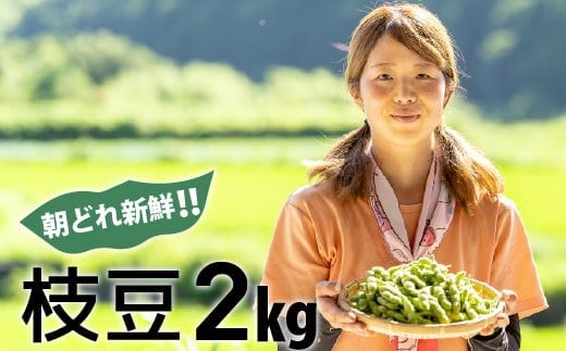 新鮮お届け！夏の味覚「枝豆」たっぷり2kg（（500g×4袋）） ／Fiz-A08