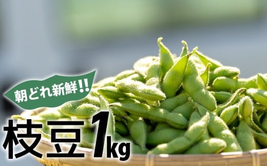 新鮮お届け！夏の味覚「枝豆」おてごろ1kg（500g×２袋） ／Fiz-B07