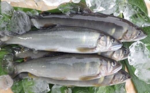 四万十川上流の天然鮎 冷凍 火振り漁鮎（6～22尾）【着日指定不可】／Esj-14k