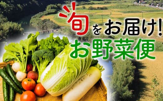 こんなの探してた！【少量多品種】四万十育ちの地採れ野菜セット ／Qjs-A21