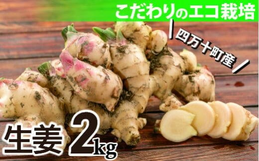 【予約受付】ミネラル豊富なエコ栽培の生姜 たっぷり2㎏／Fms-B09