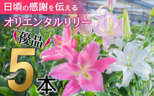 日頃の感謝を「花束」で、オリエンタルリリー【優品5本】／Osy-14