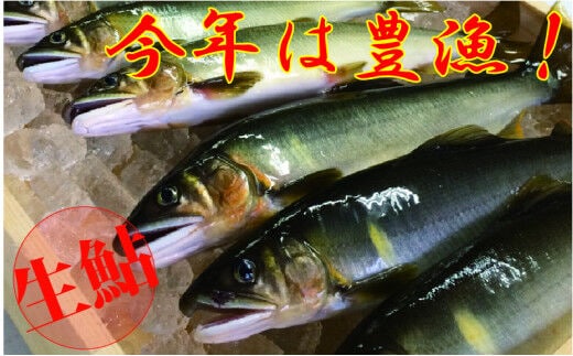 【祝！！生鮎解禁！】四万十川上流の天然釣り鮎 800g【冷蔵4～14尾】【着日指定不可】／Esj-31k 