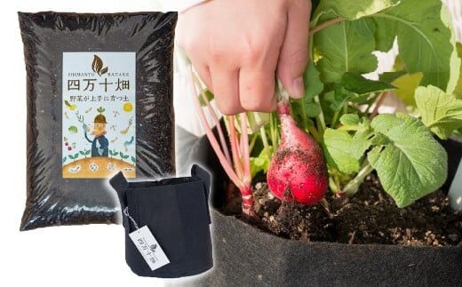 ベランダでも育てられるラディッシュ栽培キット ／Fis-B08