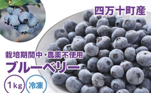 【数量限定／2026年産】栽培期間中 農薬不使用 冷凍 ブルーベリー （1kg）／Qdr-91