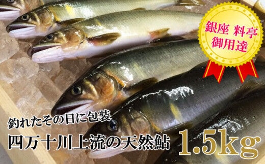 四万十川上流の天然鮎 釣り鮎【冷凍 6～22尾】【着日指定不可】／Esj-43k