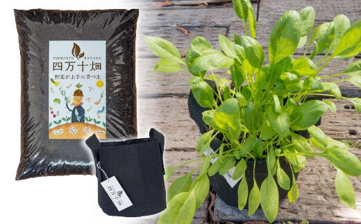 ベランダでも育てられるサラダほうれん草栽培キット／Fis-B06