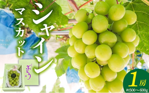 【2026年8月以降お届け】シャインマスカット（1房：約500～600g） _Fg018