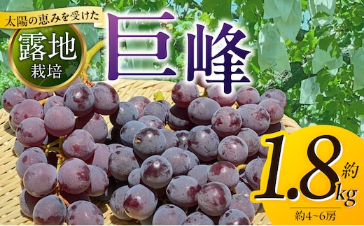 【8月中旬より順次発送】池尻農園 露地巨峰4房～6房 約1.8kg_Fg019-01