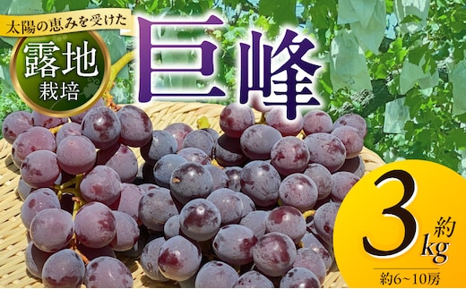 【8月中旬より順次発送】池尻農園 露地巨峰6房～10房 約3kg_Fg019-02