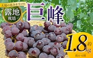 【8月中旬より順次発送】池尻農園 露地巨峰4房～6房 約1.8kg_Fg019-01