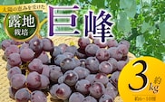 【8月中旬より順次発送】池尻農園 露地巨峰6房～10房 約3kg_Fg019-02