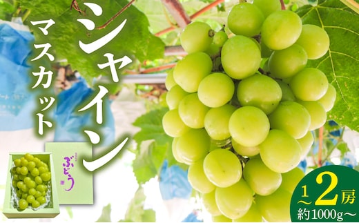 【2026年8月以降お届け】シャインマスカット（1～2房：約1000g～）_Fg010