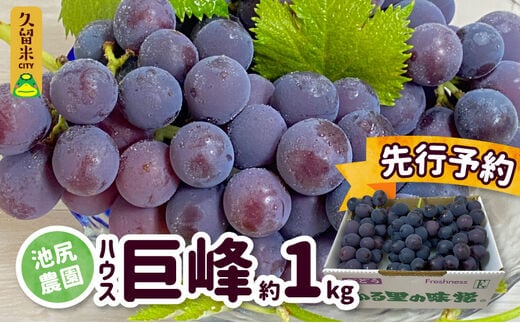 【7月下旬より順次発送】池尻農園 ハウス巨峰 約1kg_Fg007
