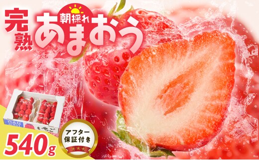 増永農園 福岡県産あまおう 270g×2パック _Fi080-02