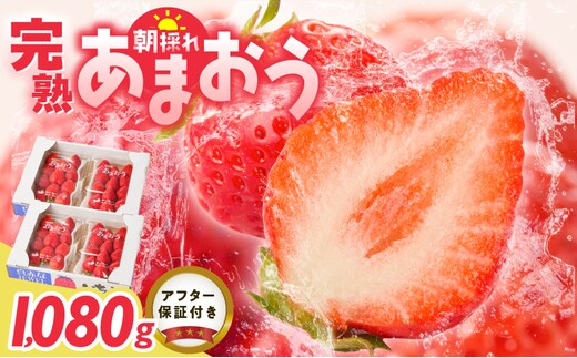 増永農園 福岡県産あまおう 270g×4パック _Fi080-04