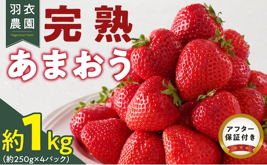 【2026年1月中旬より順次発送】福岡県産 羽衣農園の完熟あまおう 約1kg（約250g×4パック） 