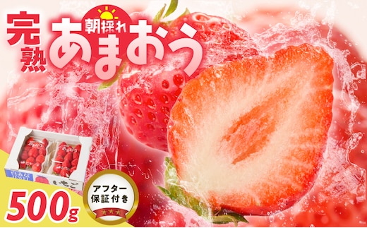 【2027年1月より順次発送】増永農園 福岡県産あまおう 250g×2パック_Fi080-02