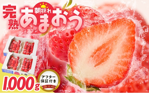 【2027年1月より順次発送】増永農園 福岡県産あまおう 250g×4パック _Fi080-04