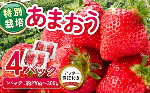 【2026年11月から順次発送】特別栽培あまおう 4パック ふくおかエコ農産物_Fi003