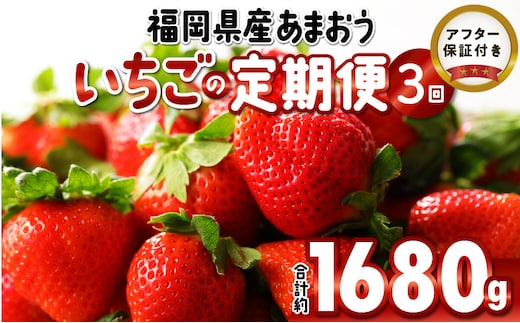 先行予約！『いちごの定期便』福岡県産 あまおう 合計約1680g（約280g×2パックを2月3月4月の3回）2026年2月より順次発送_Fi051