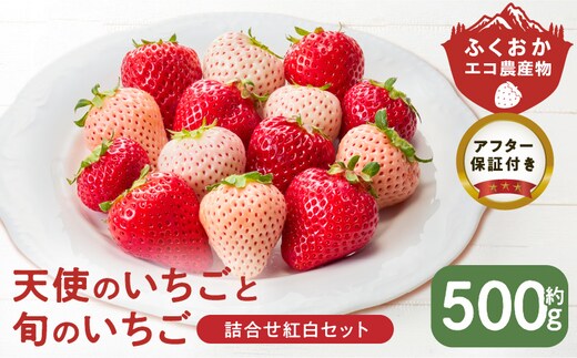 特別栽培 白いちご 天使のいちごと旬のいちご詰め合わせ紅白セット （ふくおかエコ農産物） 約500g _Fi113