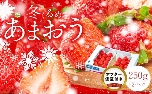 【2026年12月以降お届け】福岡産［冬］あまおう2パック_Fi010