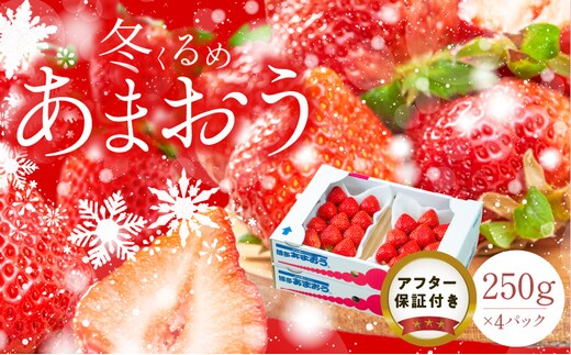 【2026年12月以降お届け】福岡産［冬］あまおう4パック_Fi011
