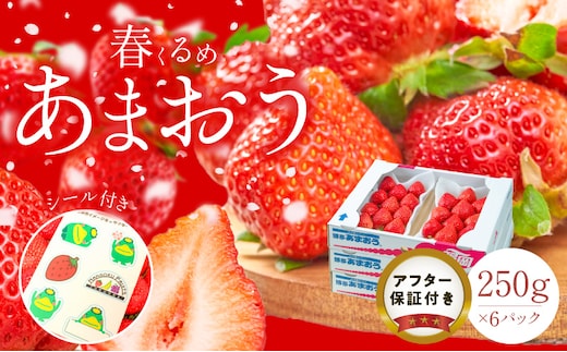 福岡産【春】あまおう6パック