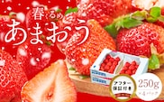 【2027年2月以降お届け】福岡産［春］あまおう4パック_Fi012
