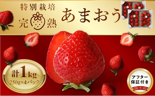 池田農園の特別栽培完熟あまおう 250g×4パック