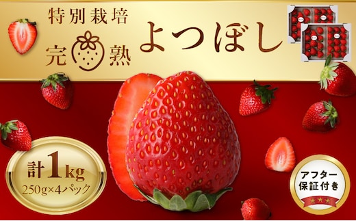 池田農園の特別栽培完熟よつぼし 250g×4パック